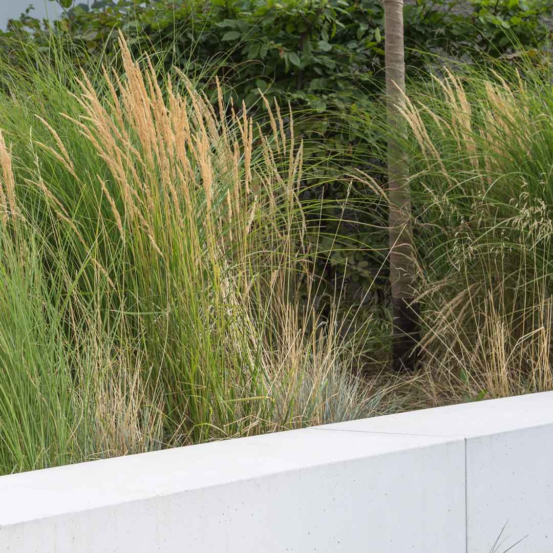 Landscaping at Arena